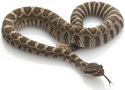 Filet Rattlesnake Rattlesnake Meat
