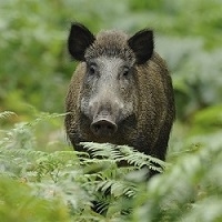 Boar Rack Rack of Wild Boar 2 Racks - Total Weight 3 to 4 Lbs.